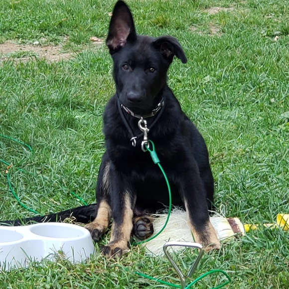 Meet your Posher Merlin aka Cheryl - Picture 5 of 12